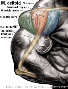 exercitii pentru muschiul deltoid lateral anterior si posterior